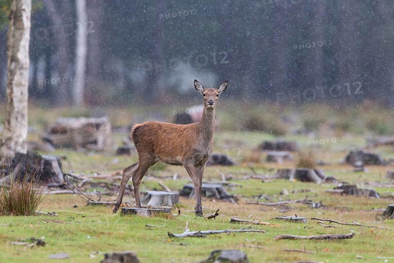 Red Deer