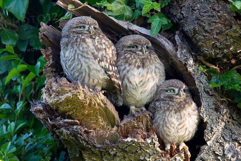 Little Owl