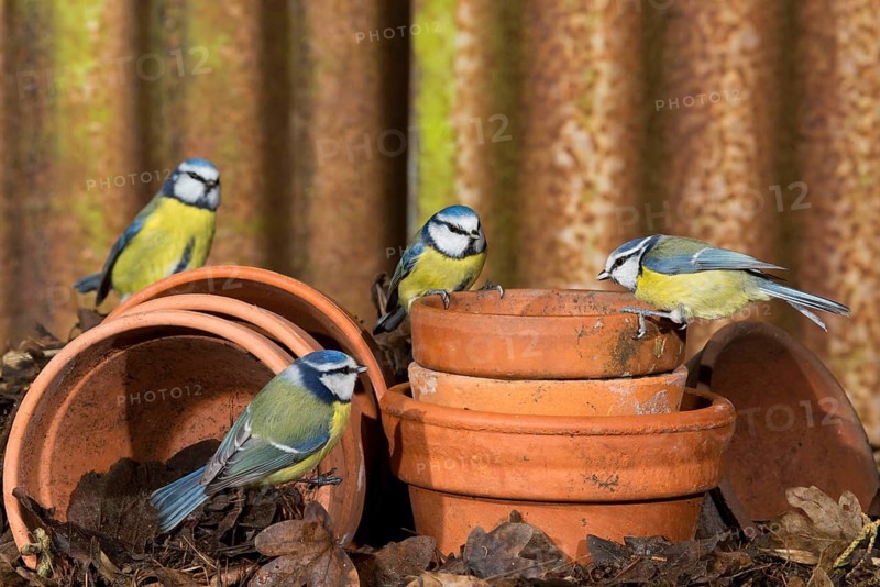 Blue Tit
