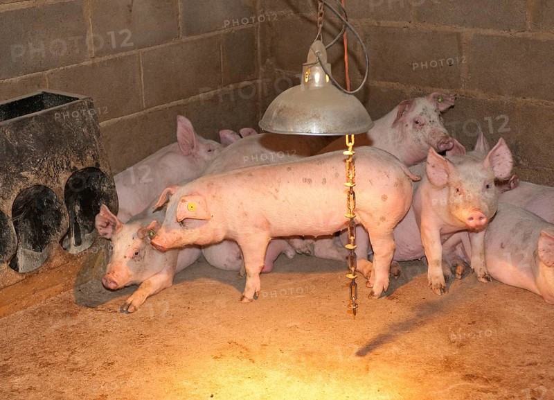 Pig farming