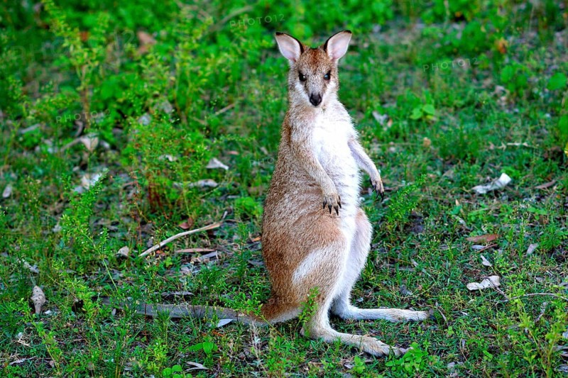 Agile Wallaby