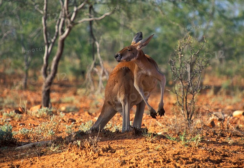 Red Giant Kangaroo