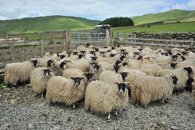 Domestic Sheep