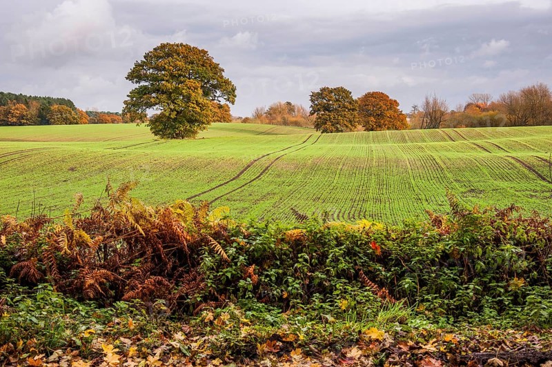 View of arable farmland with mature trees in field