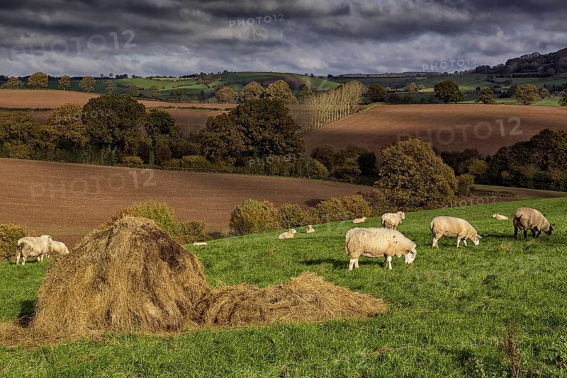 Domestic sheep