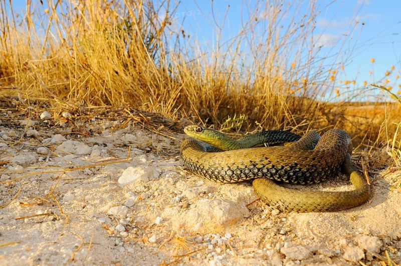 European lizard snake
