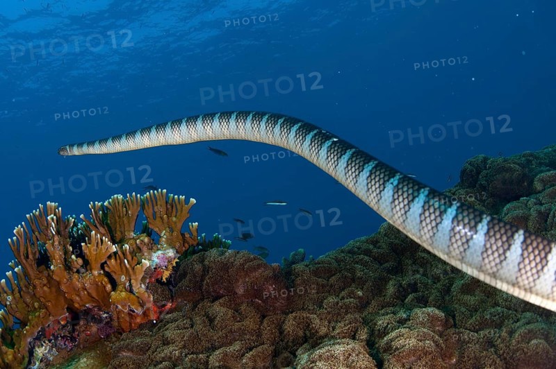 Adder flat-tail