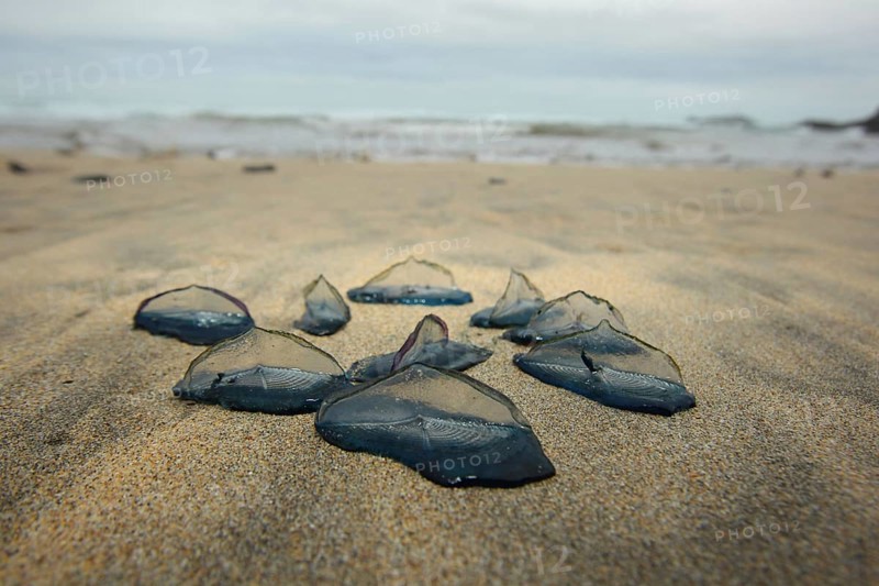 Velella