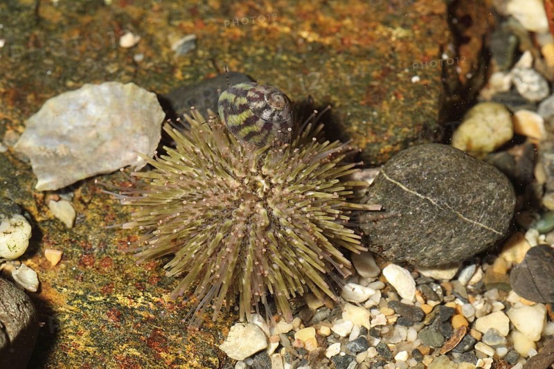 Green shore sea urchin