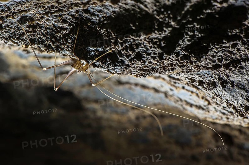 Cave Cricket