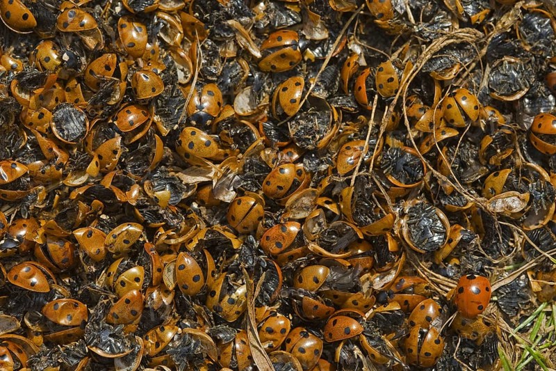 Coccinella 7-punctata