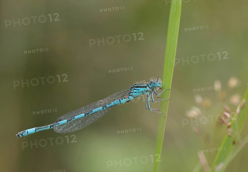 Southern Damselfly