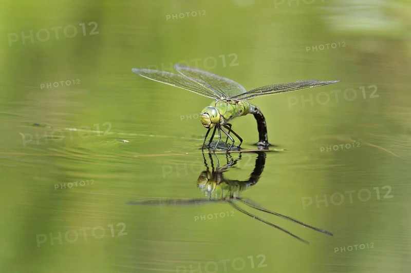 Large damselfly