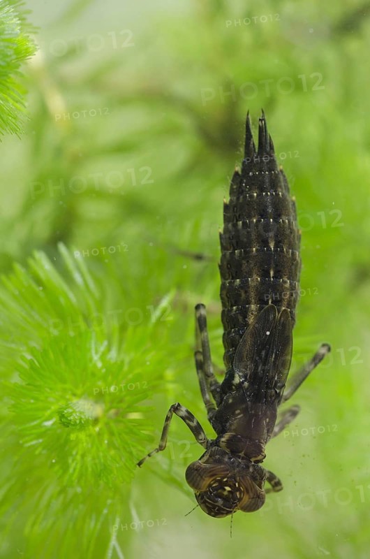 Southern hawkers