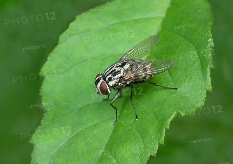 Spotted house fly