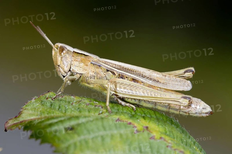 Lesser Marsh Grasshopper