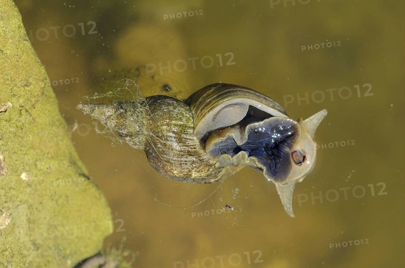 Pointed Mud Snail