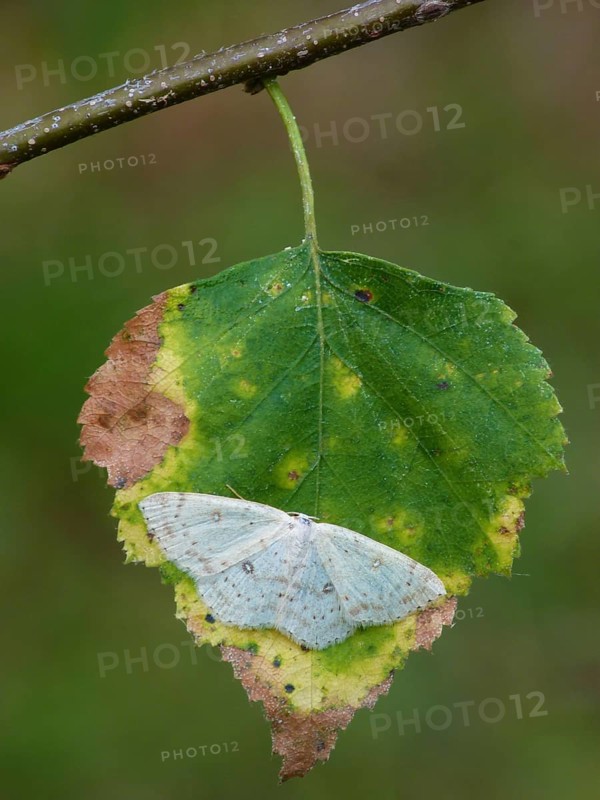 Birch Mocha