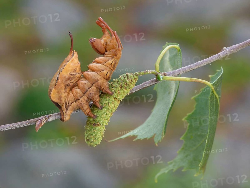 Lobster moth