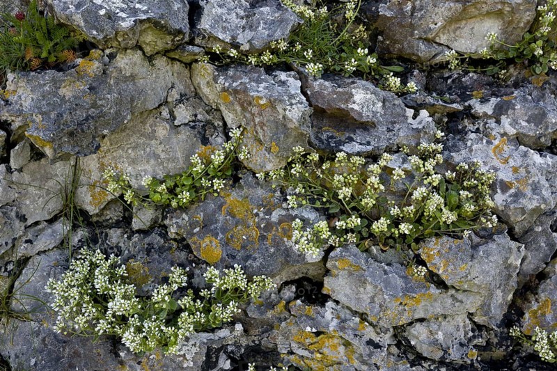 Common Scurvy-grass