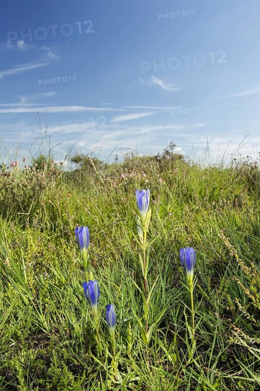 Flowering marsh gentian