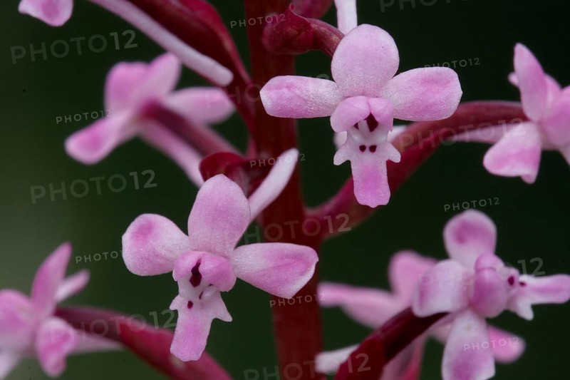 Branciforti's orchid