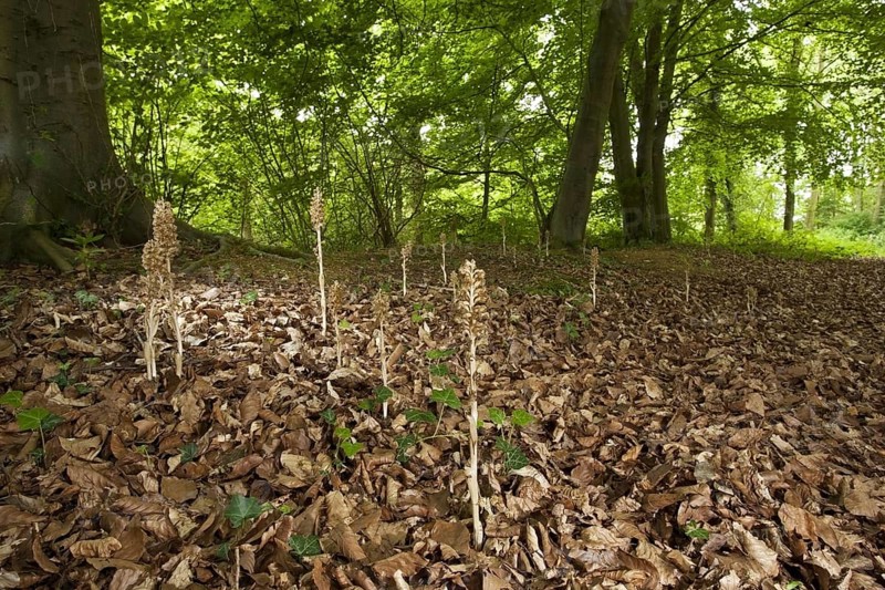 Flowering bird's-nest orchid