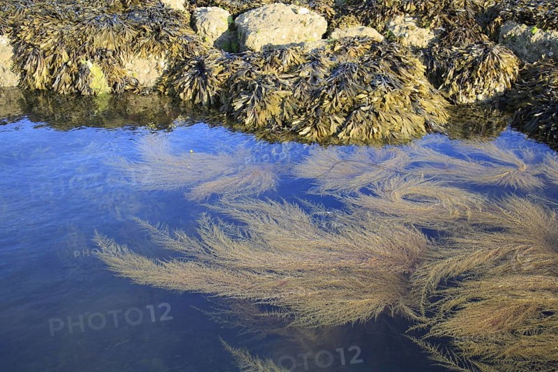 Japanese japanese wireweed