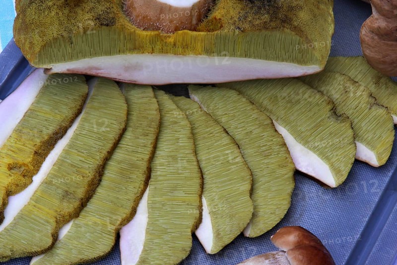 King bolete