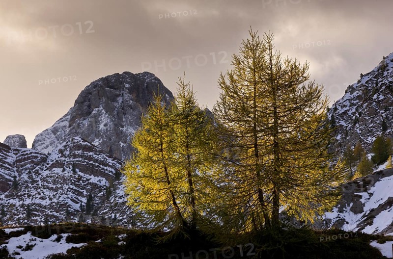 European Larch