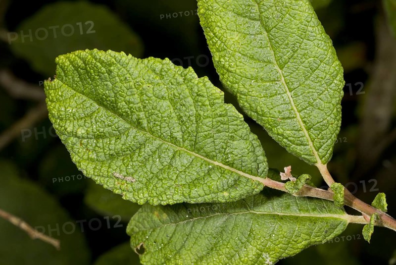Eared willow