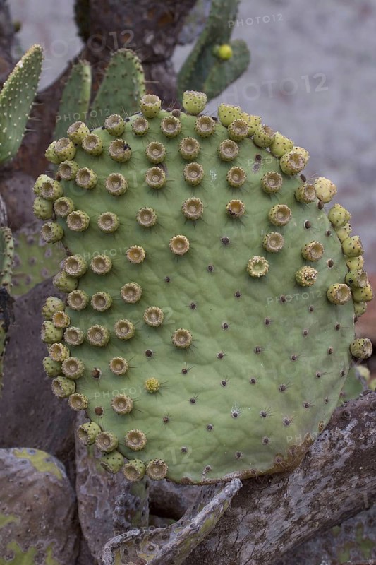 (Opuntia galapageia) var profusa, found on Rabida island, Galapagos
