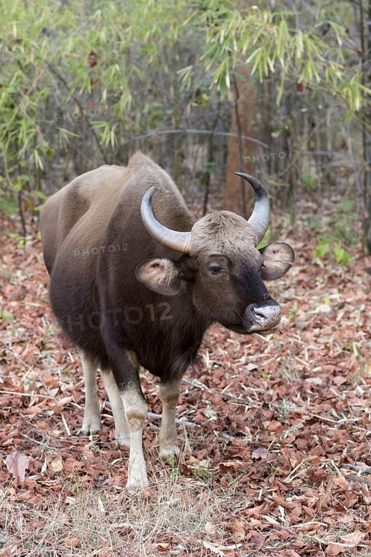 Gaur