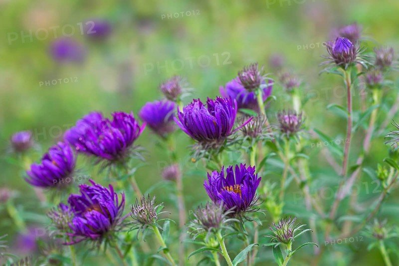 New England Aster Marina Wolkonsky