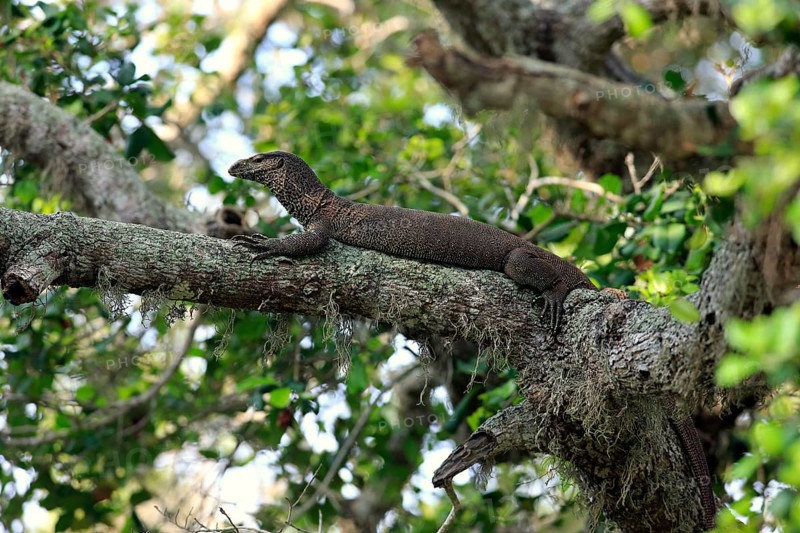 Bengal monitor