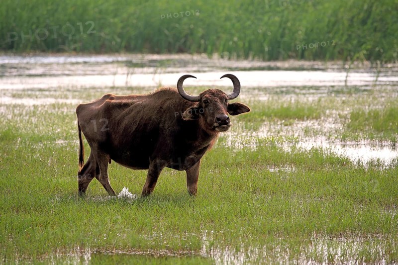 Water buffalo