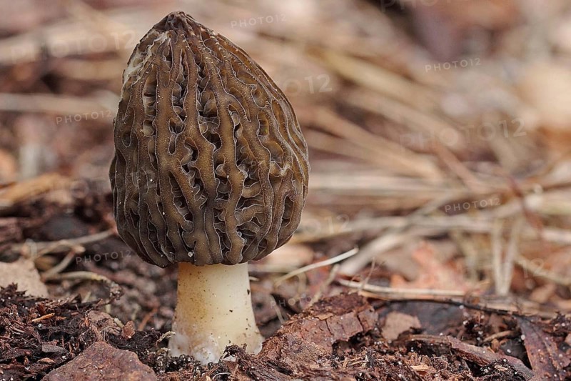 Cone-shaped morel