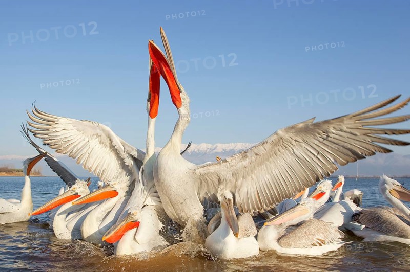 Adults and juveniles of the dalmatian pelican