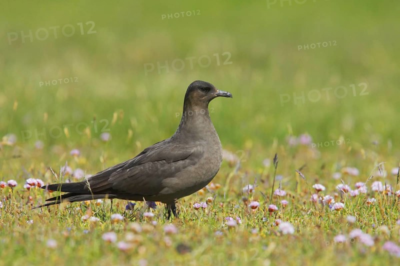 Arctic skuas