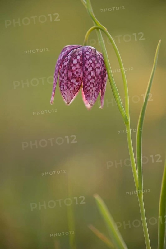 Chess flower