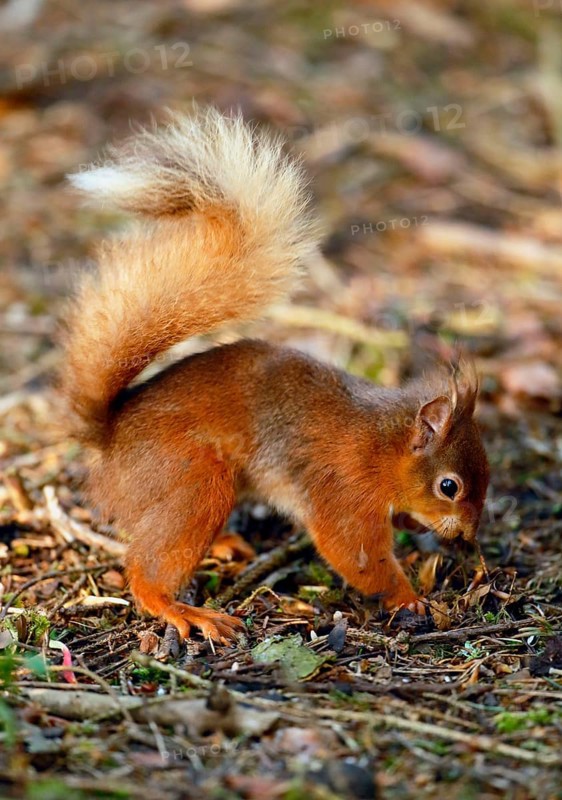 Eurasian Red Squirrel