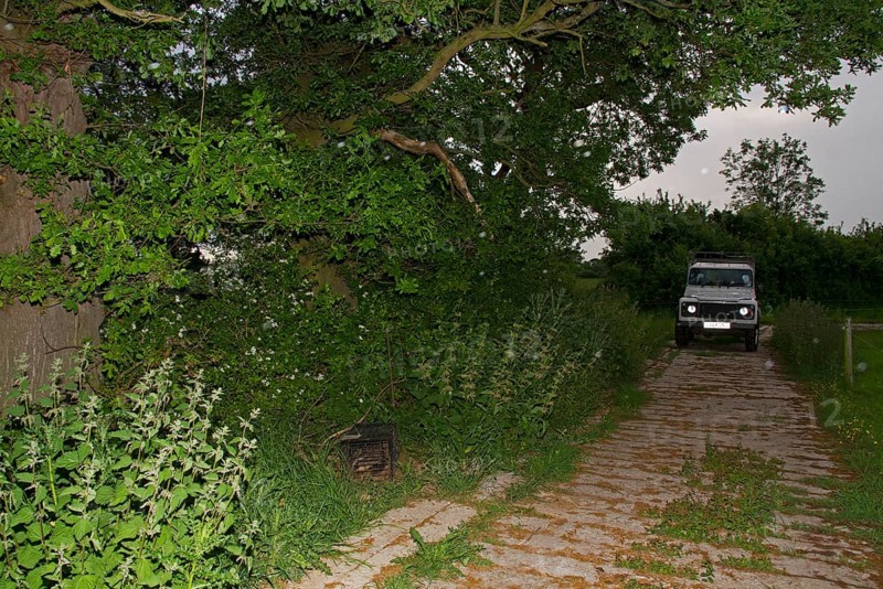 Eurasian Badger
