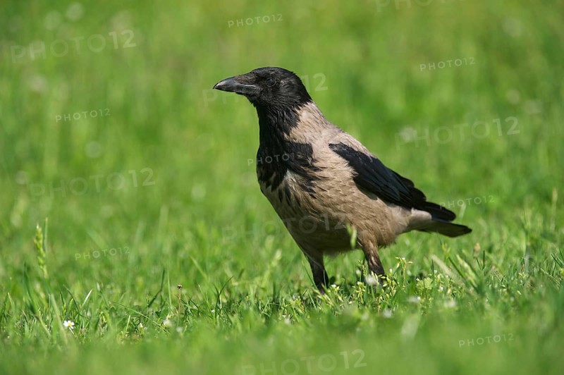 Hooded Crow
