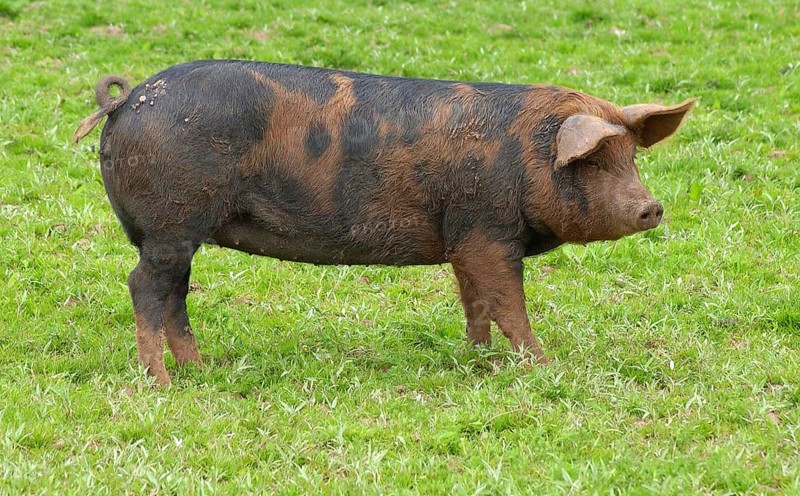 Domestic Pig