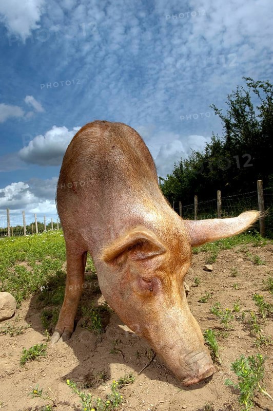 Domestic pig