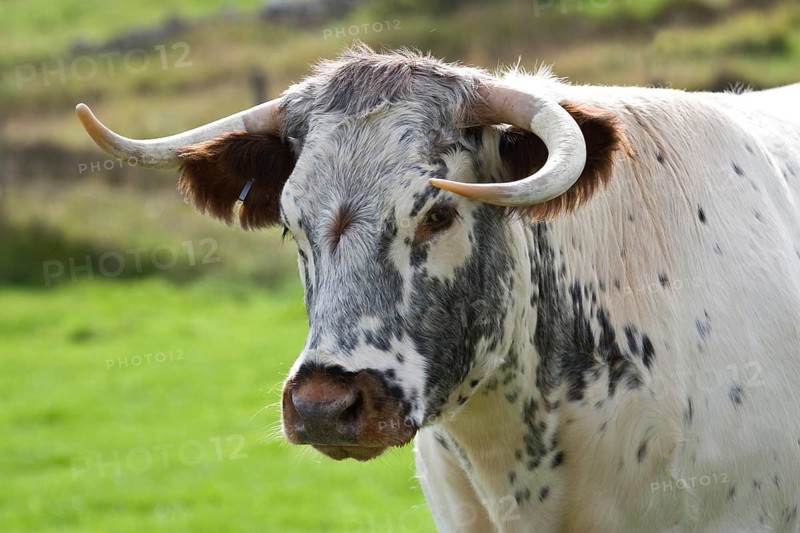 Domestic cattle