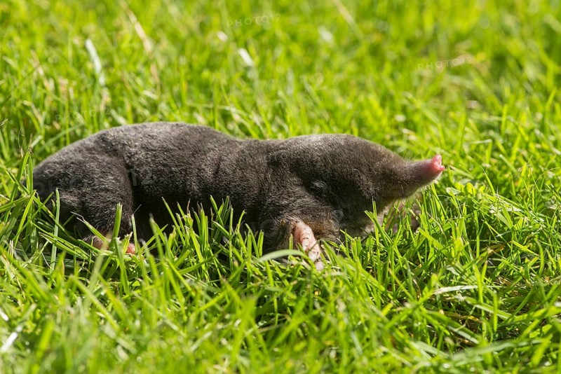 European Mole