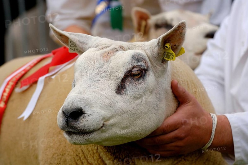 Domestic sheep