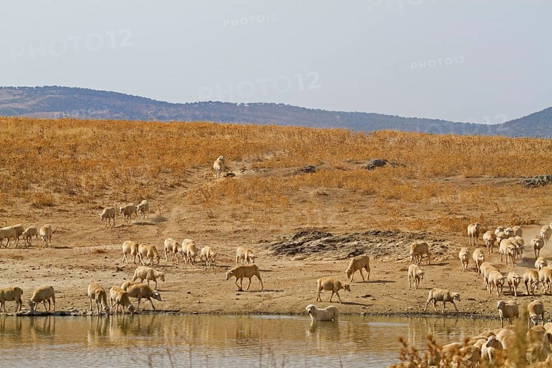 Domestic sheep