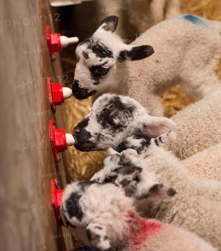 Sheep farm